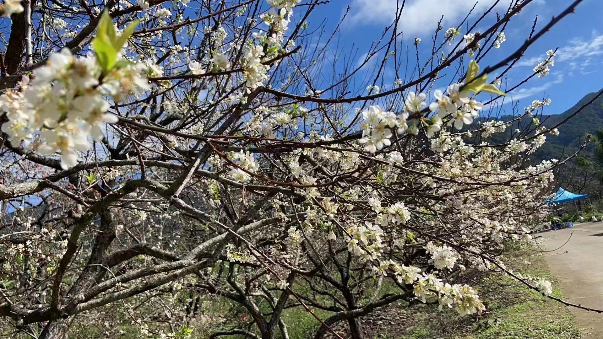 梅花村街道交通优化新闻，改善交通环境，提升居民出行体验