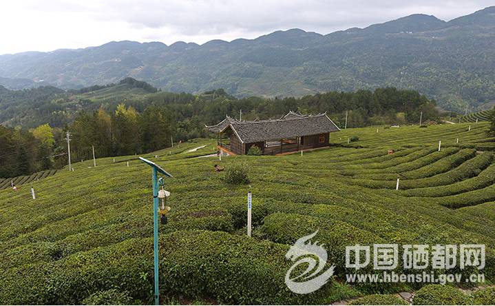 茶地乡打造繁荣生态与持续发展的乡村典范规划发布